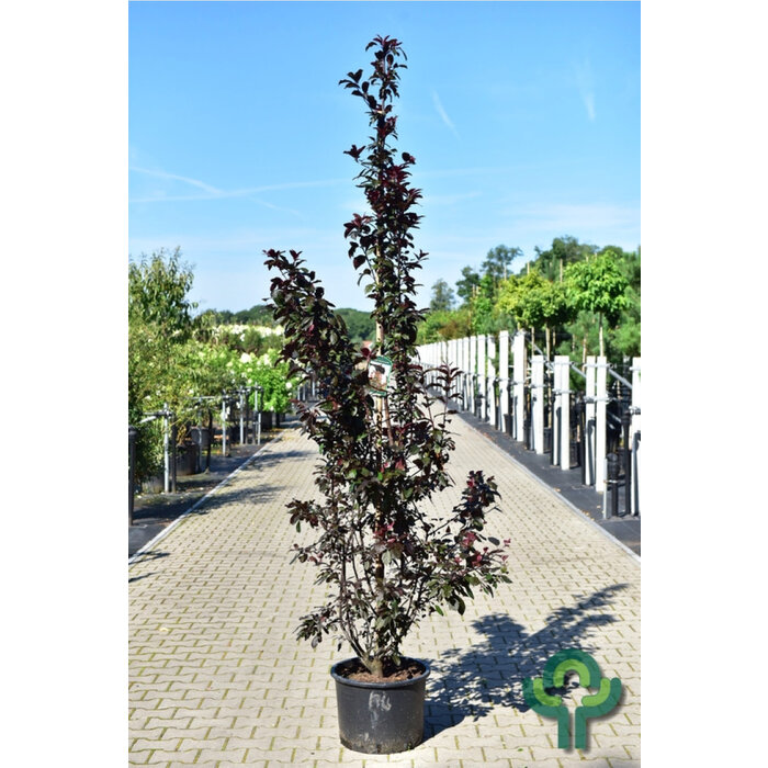 Sierappel - Malus 'Veitch's Scarlet' meerstammig