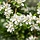 Sierappel - Malus toringo 'Brouwers' leiboom