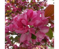 Sierappel - Malus 'Veitch's Scarlet' leiboom