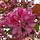 Sierappel - Malus 'Veitch's Scarlet' leiboom