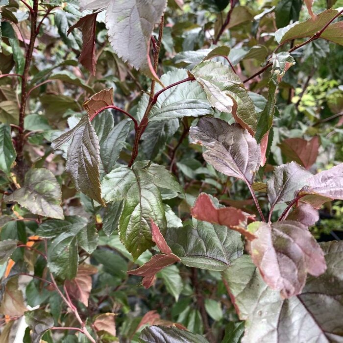 Sierappel - Malus 'Veitch's Scarlet' leiboom