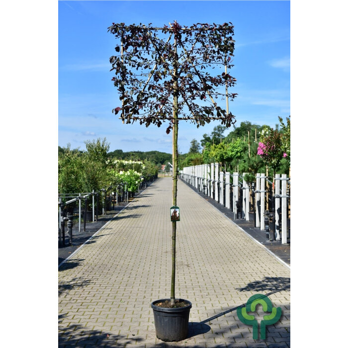 Sierappel - Malus 'Veitch's Scarlet' leiboom