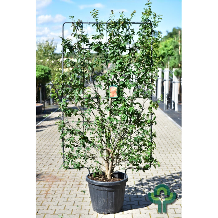 Perzisch IJzerhout (Scherm) - Parrotia persica scherm