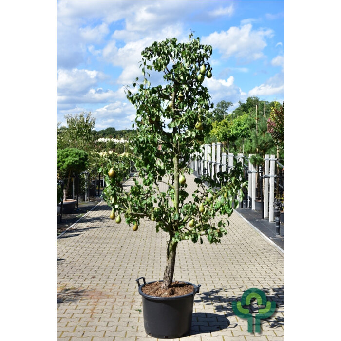 Oude Perenboom - Pyrus communis 'Conference' karakterstruik