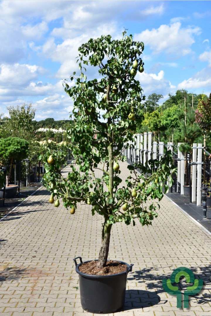Oude Perenboom - Pyrus communis 'Conference' karakterstruik