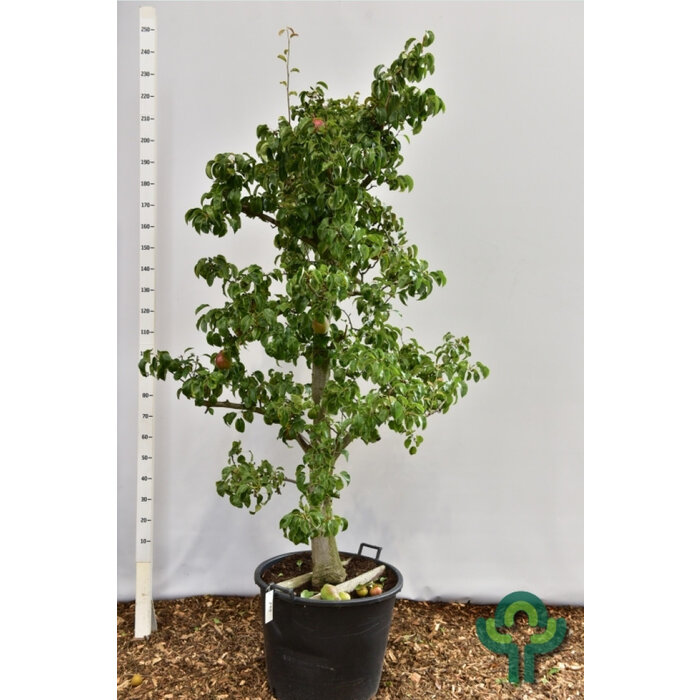 Perenboom - Pyrus communis 'Doyenné du Comice' karakterstruik