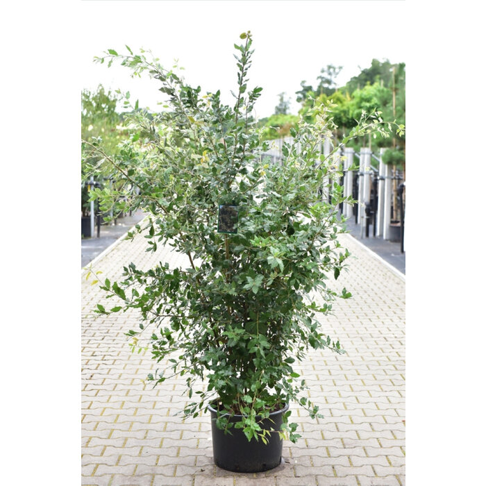 Steeneik boom - Quercus ilex meerstammig