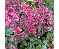 Purperklokje - Heuchera 'Paris'