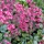 Purperklokje - Heuchera 'Paris'