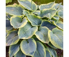 Hartlelie - Hosta 'First Frost'