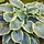 Hartlelie - Hosta 'First Frost'