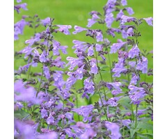 Kattekruid - Nepeta 'Cat's Pajamas'