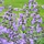 Kattekruid - Nepeta 'Cat's Pajamas'
