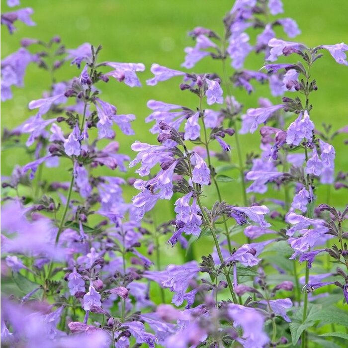 Kattekruid - Nepeta 'Cat's Pajamas'
