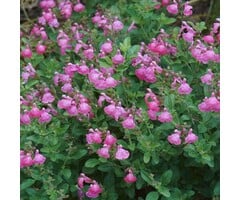 Salie - Salvia greggi 'Joy'