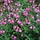 Salie - Salvia greggi 'Joy'