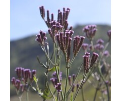 IJzerhard - Verbena macdougalii 'Lavender Spires'