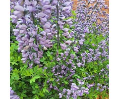 Valse indigo - Baptisia 'Pink Truffles'