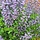Valse indigo - Baptisia 'Pink Truffles'