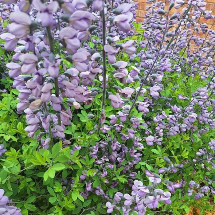 Valse indigo - Baptisia 'Pink Truffles'