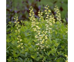 Valse indigo - Baptisia 'Vanilla Cream'