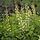 Valse indigo - Baptisia 'Vanilla Cream'