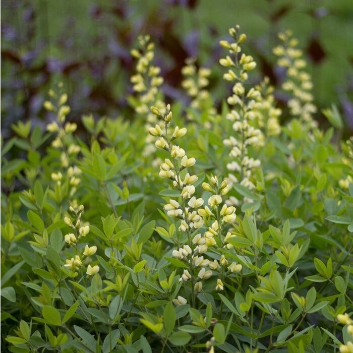 Valse indigo - Baptisia 'Vanilla Cream'