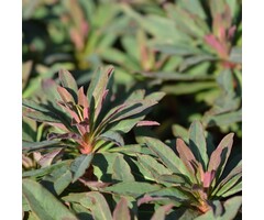 Wolfsmelk - Euphorbia 'Miners Merlot'