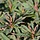 Wolfsmelk - Euphorbia 'Miners Merlot'