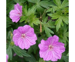 Ooievaarsbek - Geranium 'Karin Wouters'
