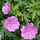 Ooievaarsbek - Geranium 'Karin Wouters'