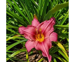 Daglelie - Hemerocallis 'Pardon Me'