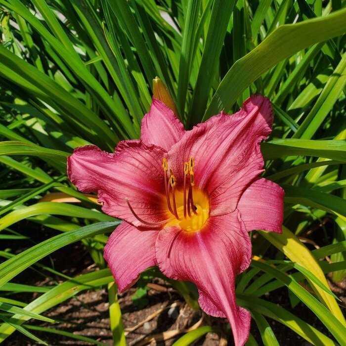 Daglelie - Hemerocallis 'Pardon Me'