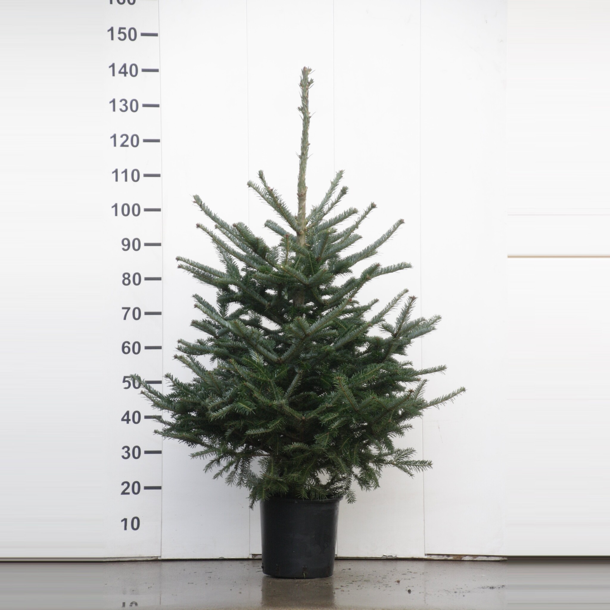 Abies fraseri - Zilverspar