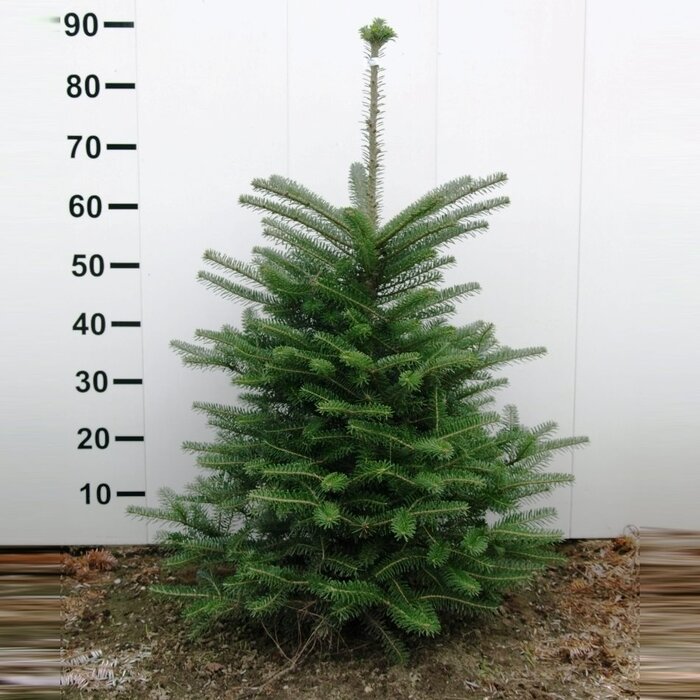 Koreaanse spar - Abies koreana