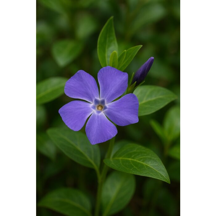 Maagdenpalm - Vinca major