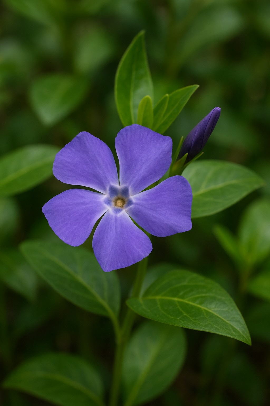 Maagdenpalm - Vinca major