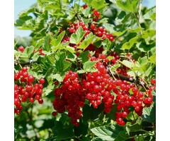 Ribes rubrum - Wilde Rode bes (Kale wortel)
