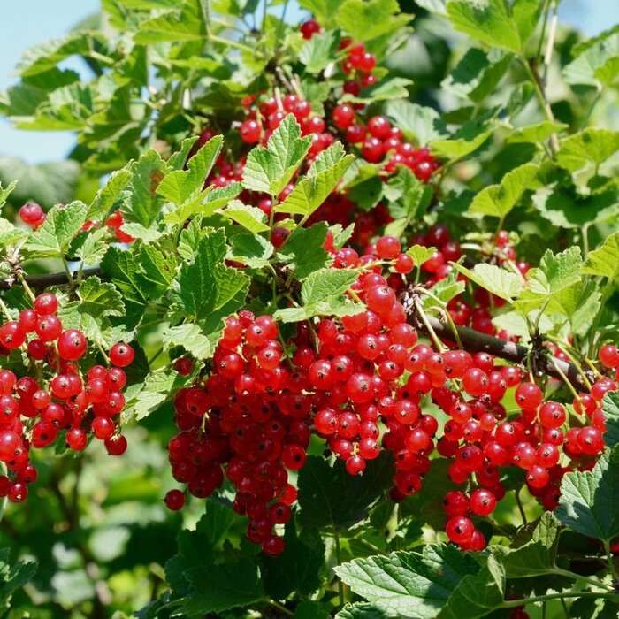 Ribes rubrum - Wilde Rode bes (Kale wortel) - Copy