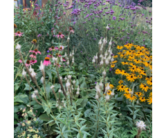 Goedkope verrassingspakket bloeiende vaste planten en heester border (1m2)