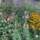 Goedkope verrassingspakket bloeiende vaste planten en heester border (1m2)