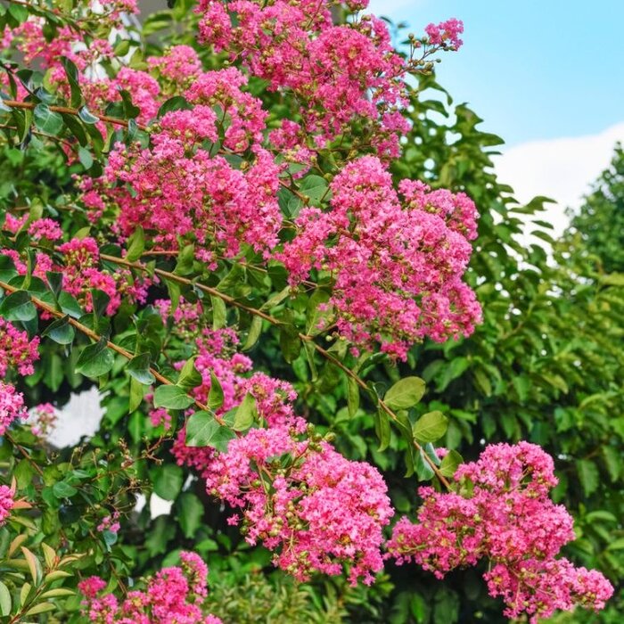 Indische sering - Lagerstroemia Rood meerstammig
