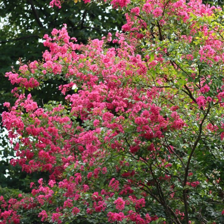 Indische sering - Lagerstroemia Rood meerstammig