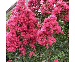 Indische sering - Lagerstroemia Rood meerstammig