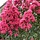 Indische sering - Lagerstroemia Rood meerstammig