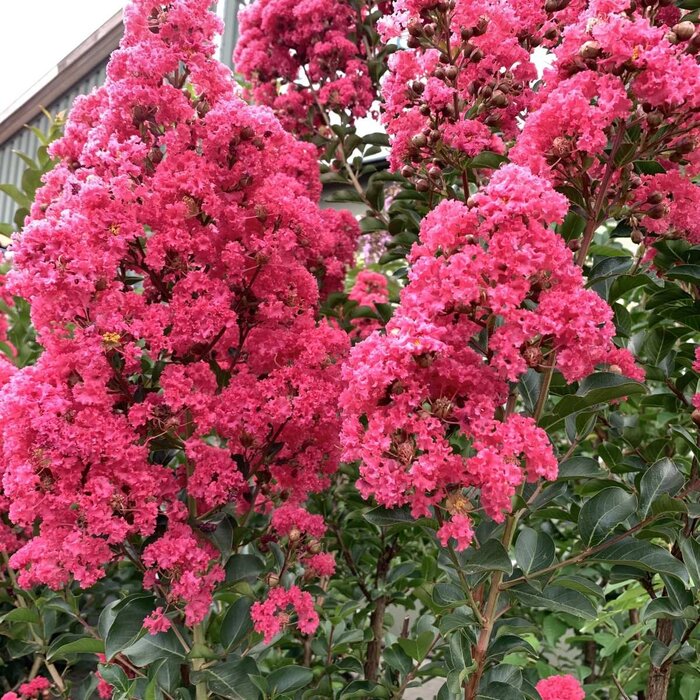 Indische sering - Lagerstroemia Rood meerstammig