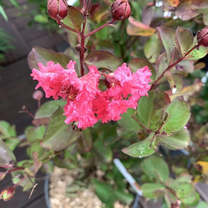 Indische sering - Lagerstroemia Rood meerstammig