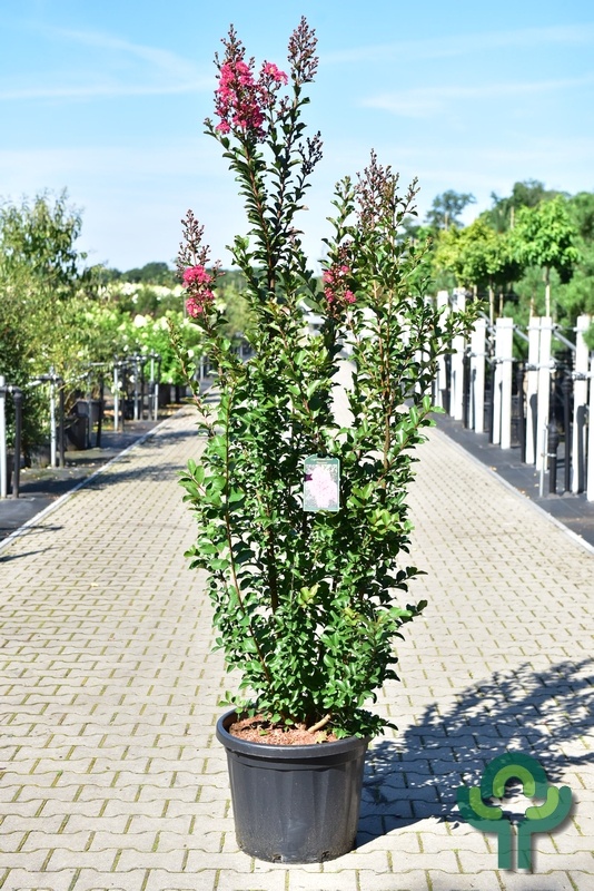 Indische sering - Lagerstroemia Rood meerstammig