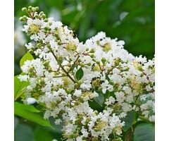 Indische sering - Lagerstroemia Wit meerstammig