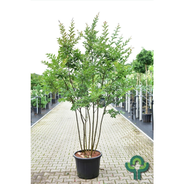 Indische sering (Lagerstroemia Wit meerstammig)